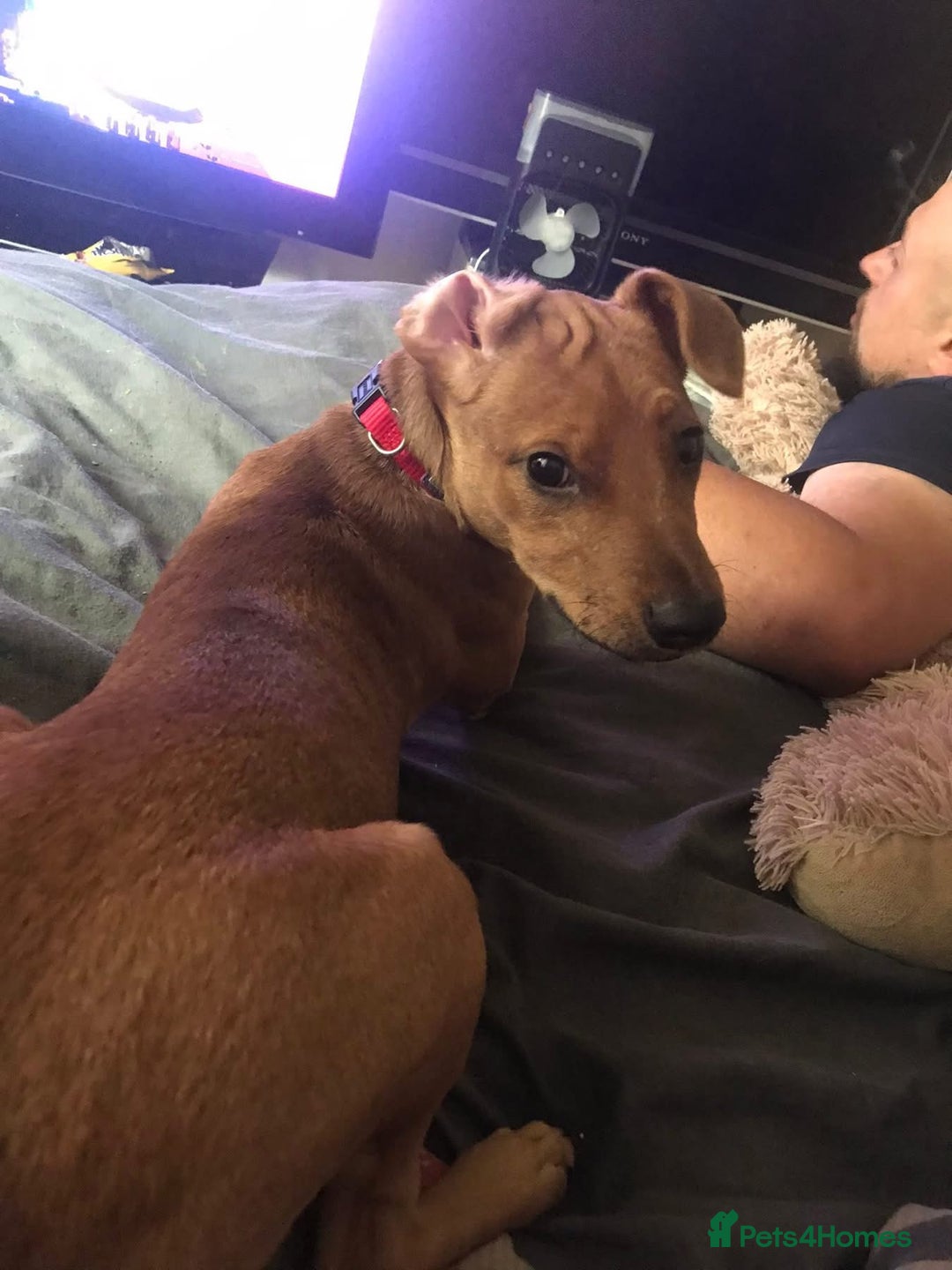 Mixed Breed dogs for sale: Alfie - Advert 1