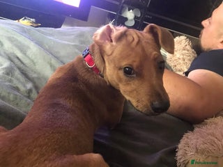 Mixed Breed dogs Alfie - Advert 6