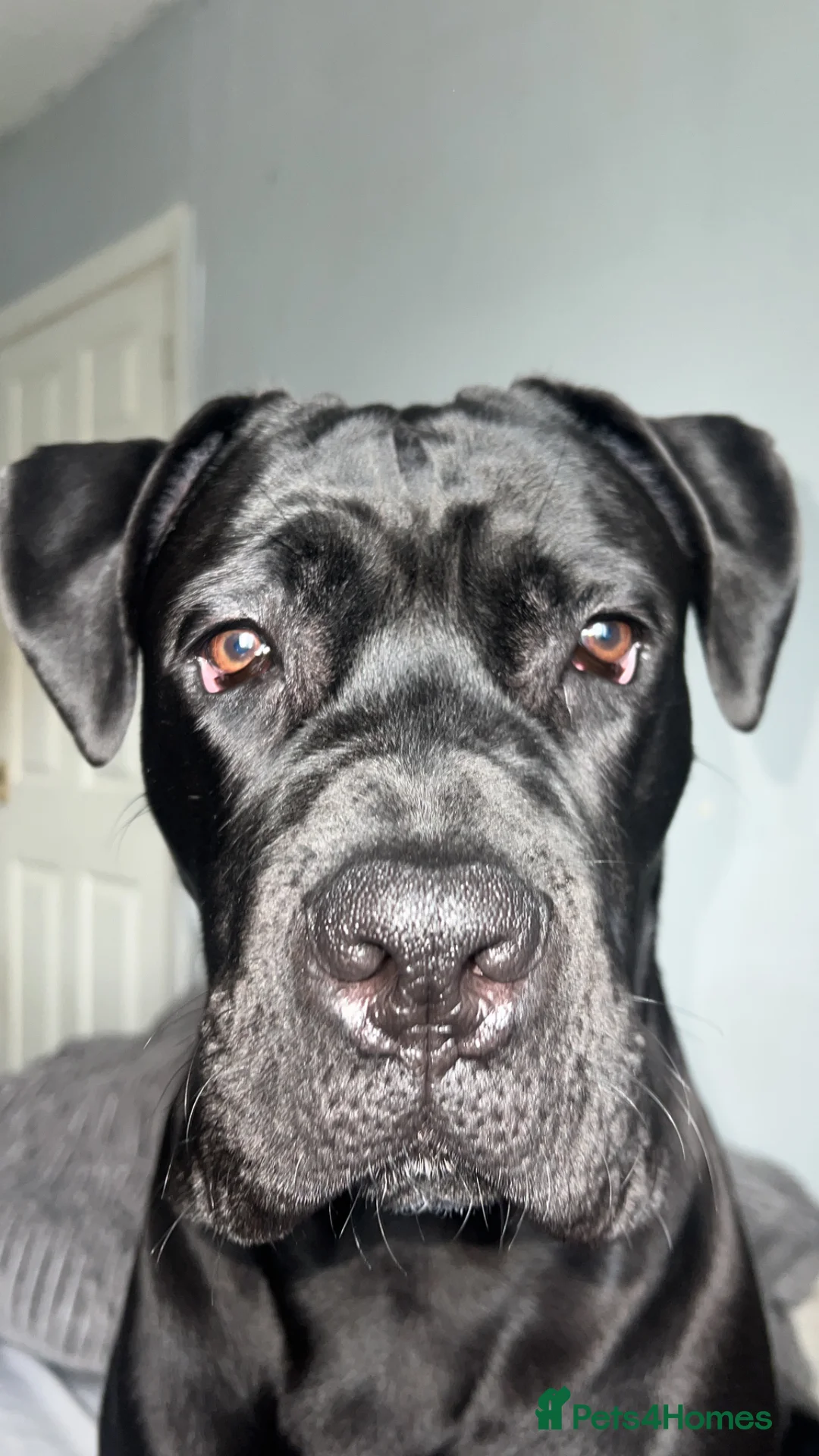 Cane Corso dogs for sale: Cane corse  in Wakefield - Advert 2