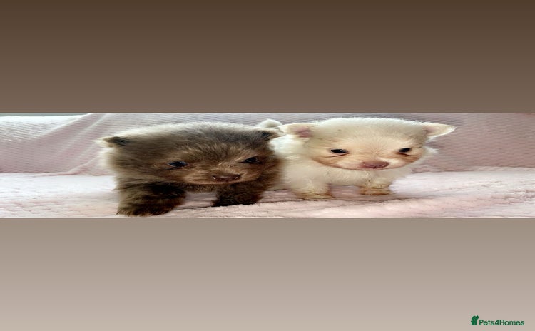 Pomeranian dogs - Advert 11