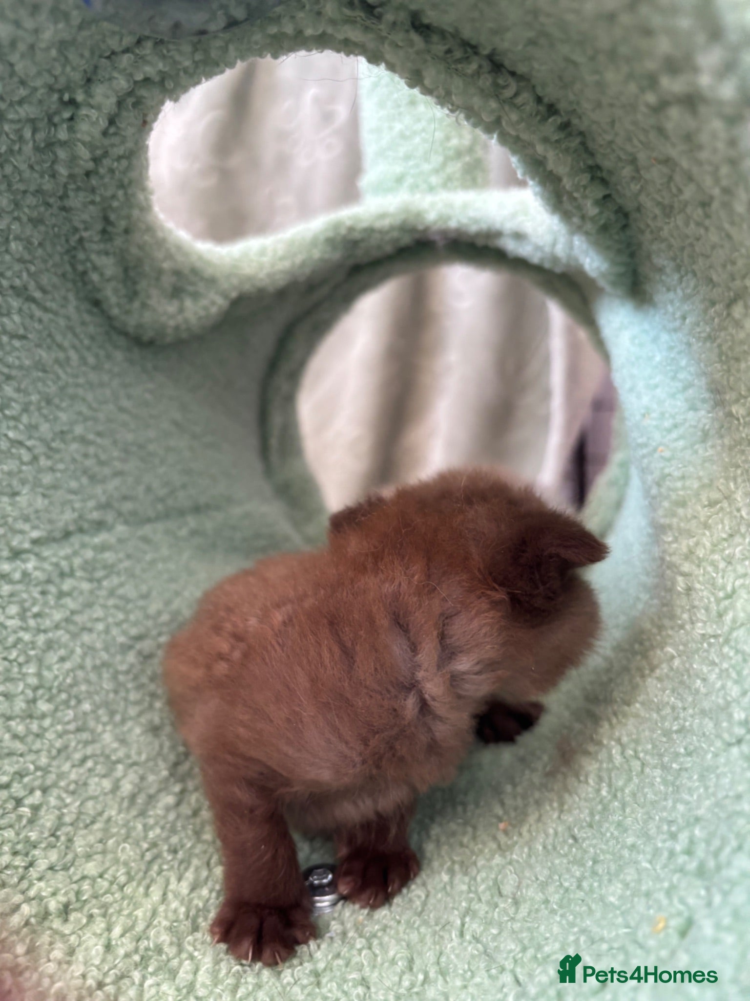 Scottish Fold cats Stunning Scottish fold/straight kittens😻 - Advert 2