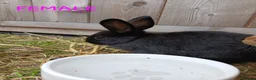 Mixed Breed rabbits for sale: Mini lop cross babies  - Advert 4