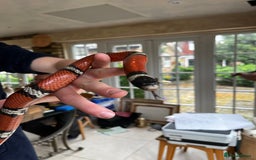 Milk Snake reptiles for sale: Healthy 10 year old Mexican milk snake - Image 4