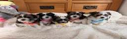 Yorkshire Terrier dogs for sale: Beautiful Petite Biewer Terrier Puppies /Pedigree  - Advert 1