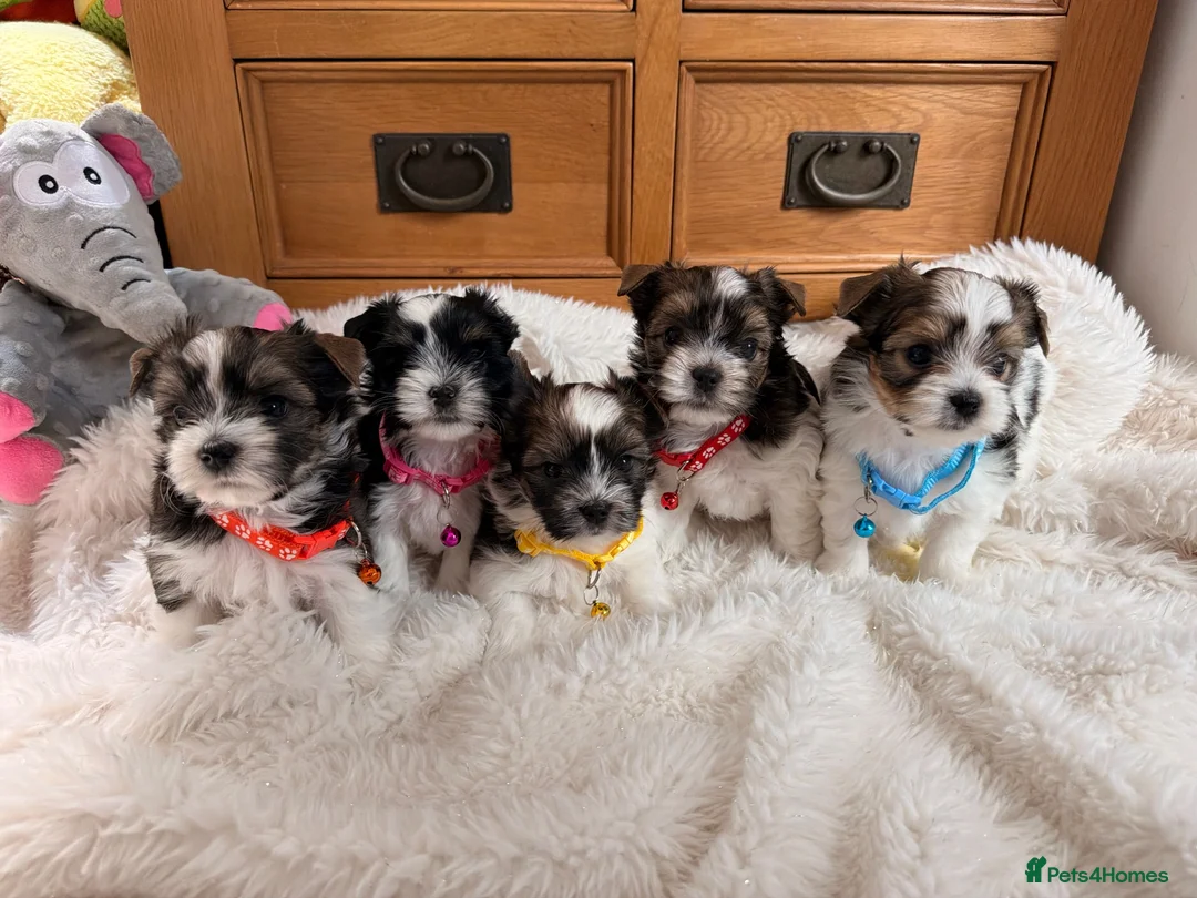 Yorkshire Terrier dogs for sale: Beautiful Petite Biewer Terrier Puppies /Pedigree  - Advert 1