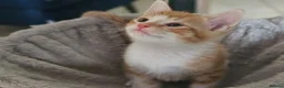Mixed Breed cats for sale: 2 Ginger and 1 gray male cats - READY TO GO - Advert 1