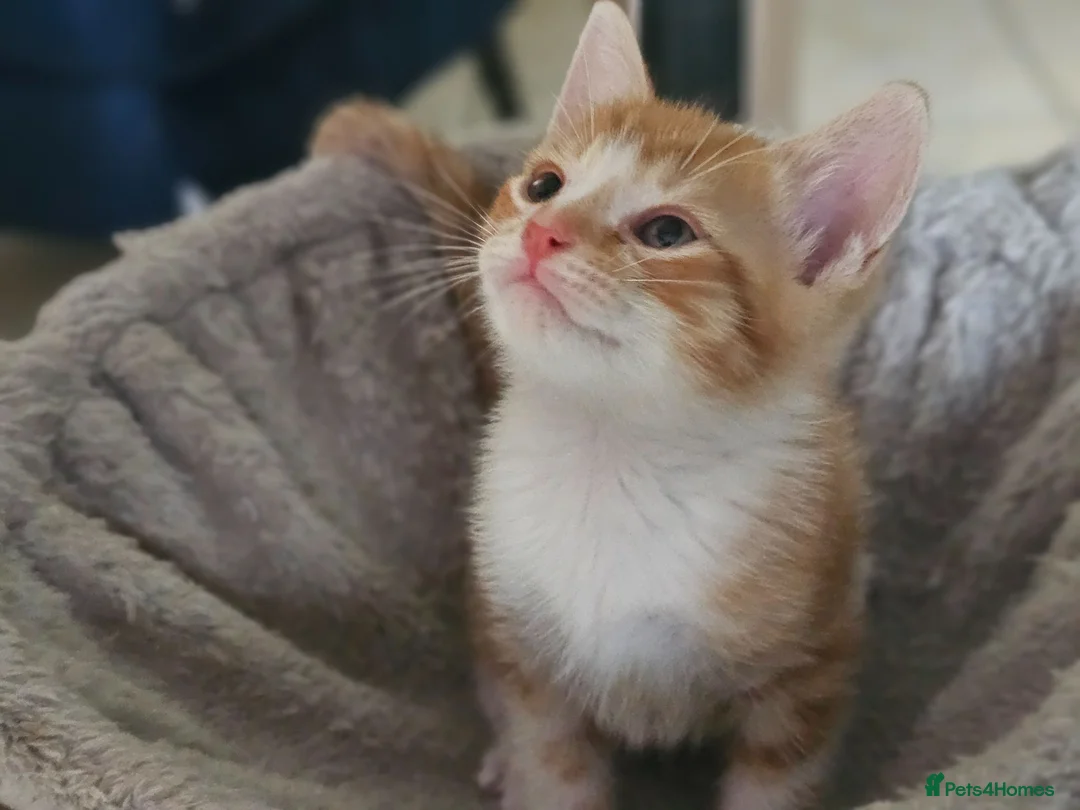 Mixed Breed cats for sale: 2 Ginger and 1 gray male cats - READY TO GO - Advert 1
