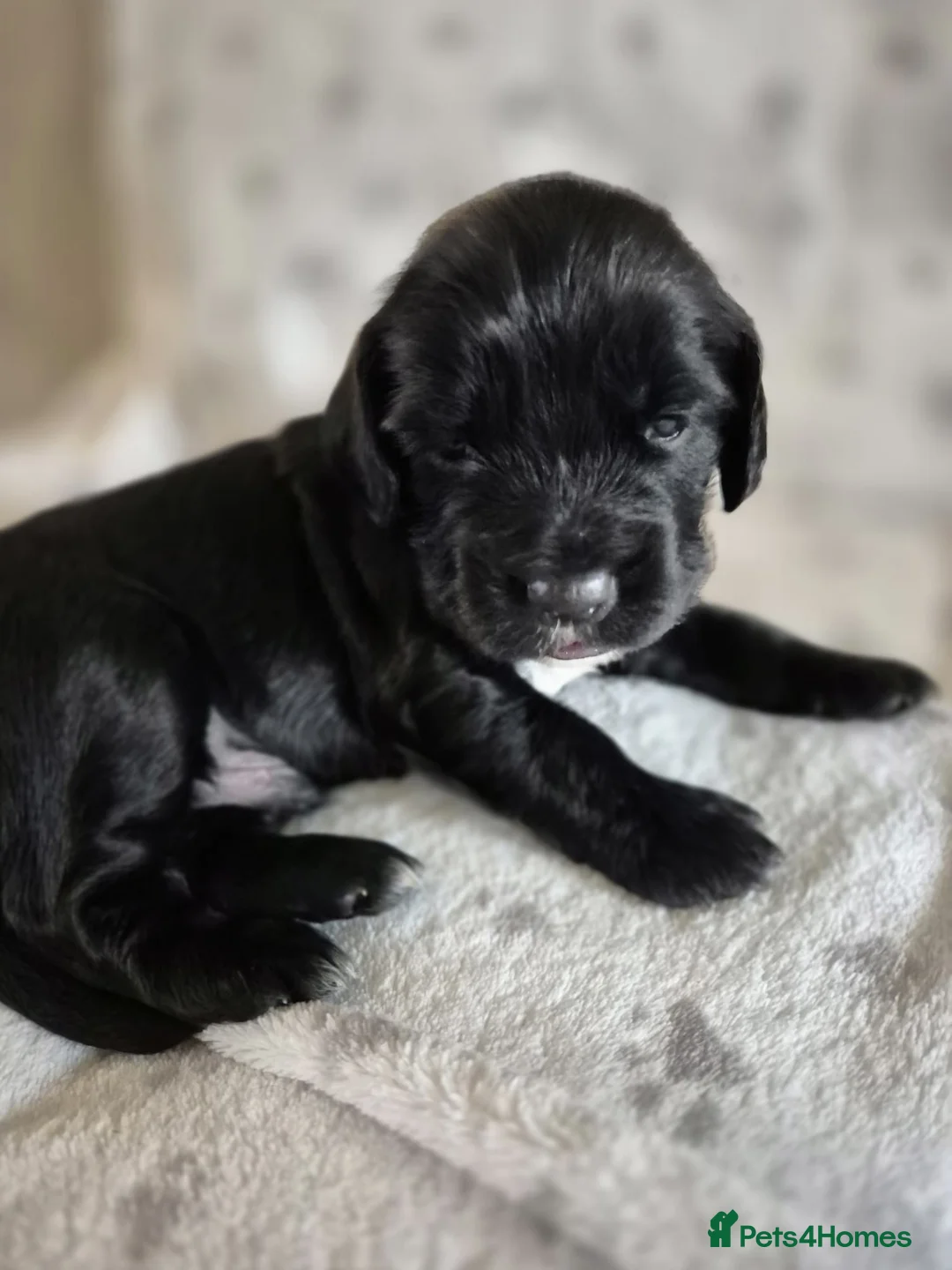Sprocker dogs for sale: Exceptional home reared sprocker spaniel puppies.  - Advert 26
