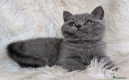 British Shorthair cats for sale: Amazing loving British shorthair kittens  - Image 25