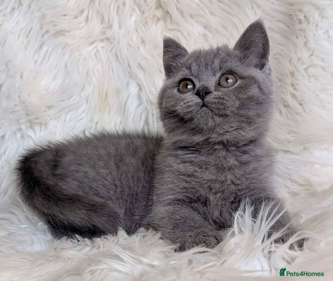 British Shorthair cats for sale: Amazing loving British shorthair kittens  - Image 25