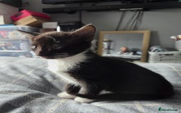 British Longhair cats for sale: 3 kittens looking for forever homes - Image 4