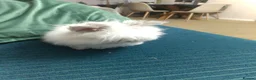 Lionhead rabbits for sale: Beautiful lion head bunnies for sale - Advert 5