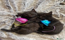 Bengal cats for sale: Mixed Stunning Bengals  - Image 14
