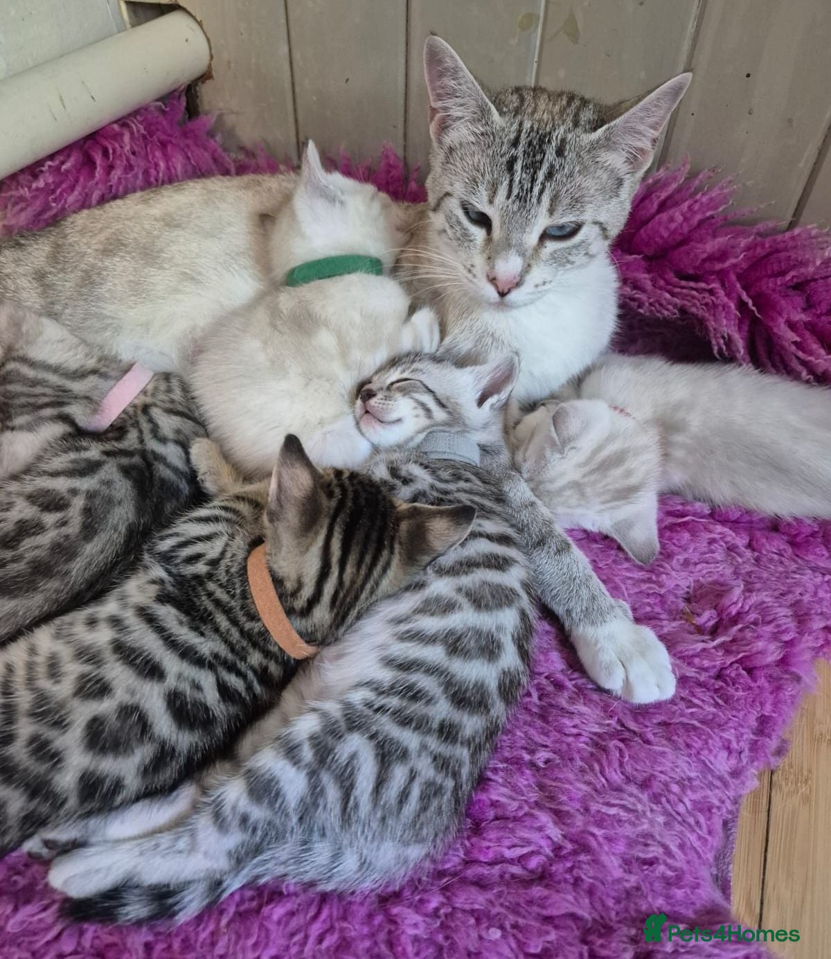 Bengal cats Beautiful Snow, Silver and Brown Bengal Kittens - Advert 2