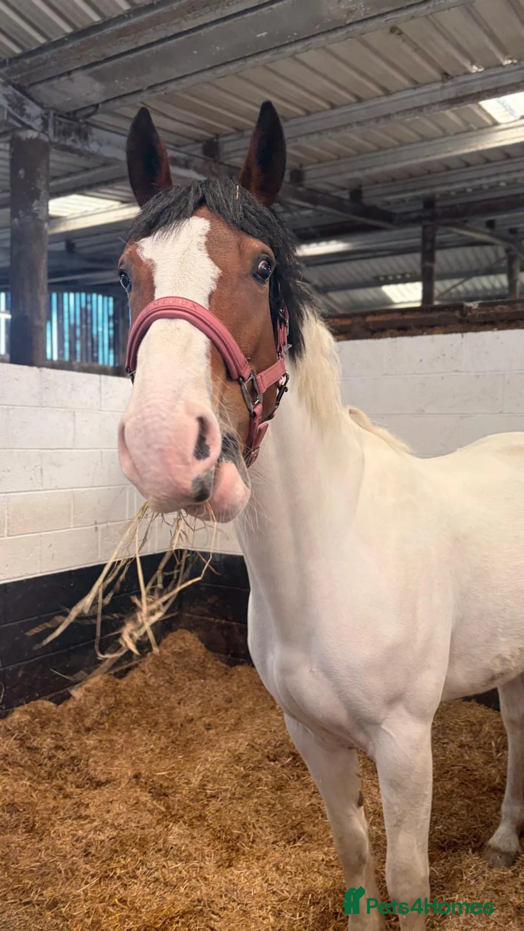 Other Breed horses for sale: Bay tobiano mare - Advert 2