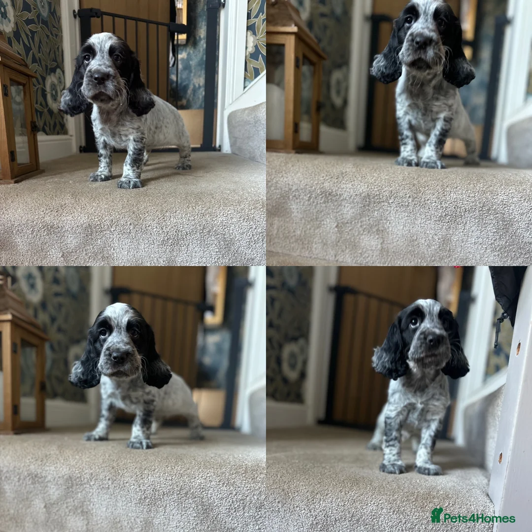Cocker Spaniel dogs for sale: The Perfect Mix Show x Working - Advert 2