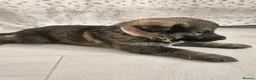 German Shepherd dogs for sale: Outstanding Pedigree German Shepherd Puppies - Advert 14
