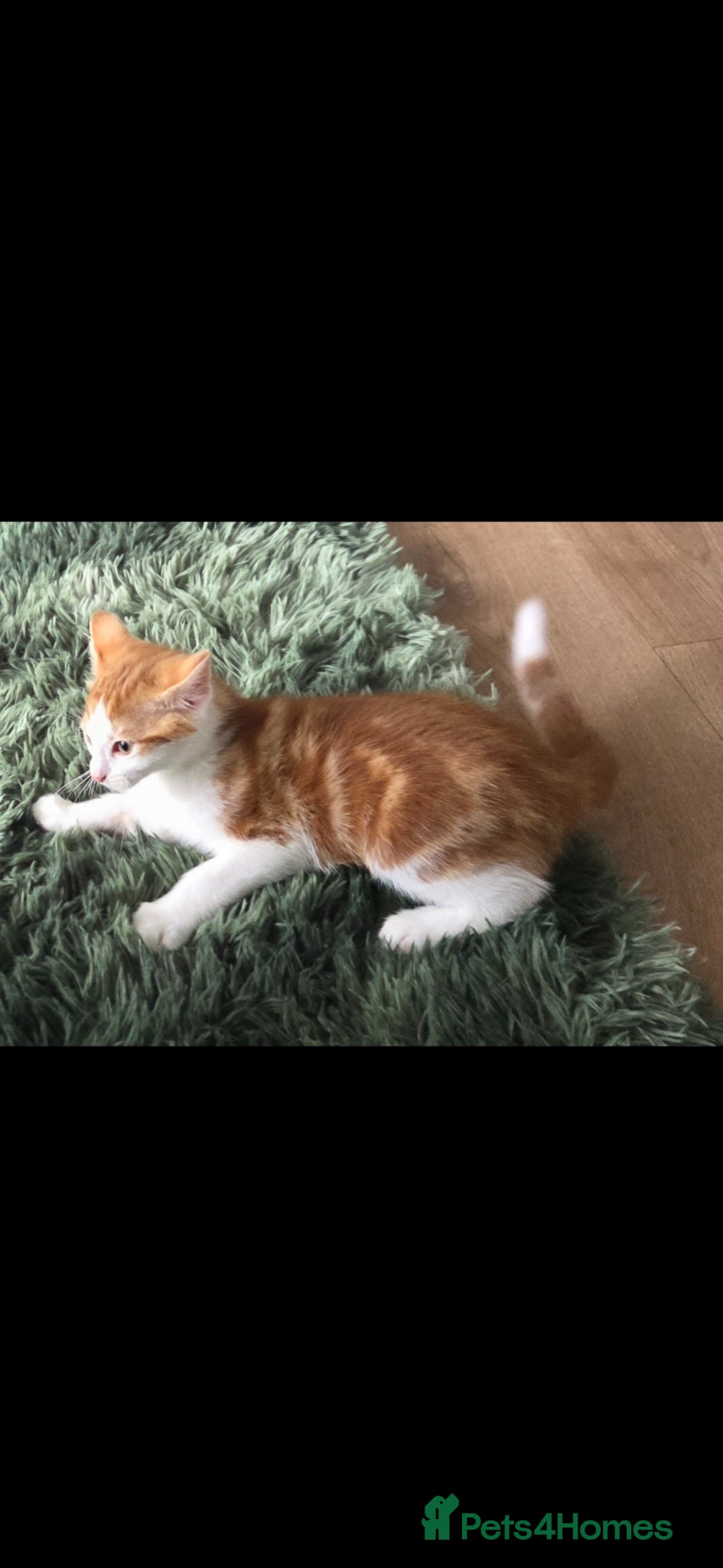 Mixed Breed cats Stunning red and white boy 9 weeks old - Advert 14