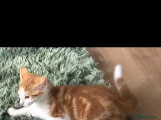 Mixed Breed cats Beautiful friendly 10week old baby £275 last one. - Advert 2