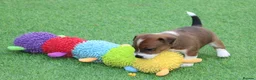 Jack Russell dogs for sale: *** 5 stunning puppies available *** - Advert 11