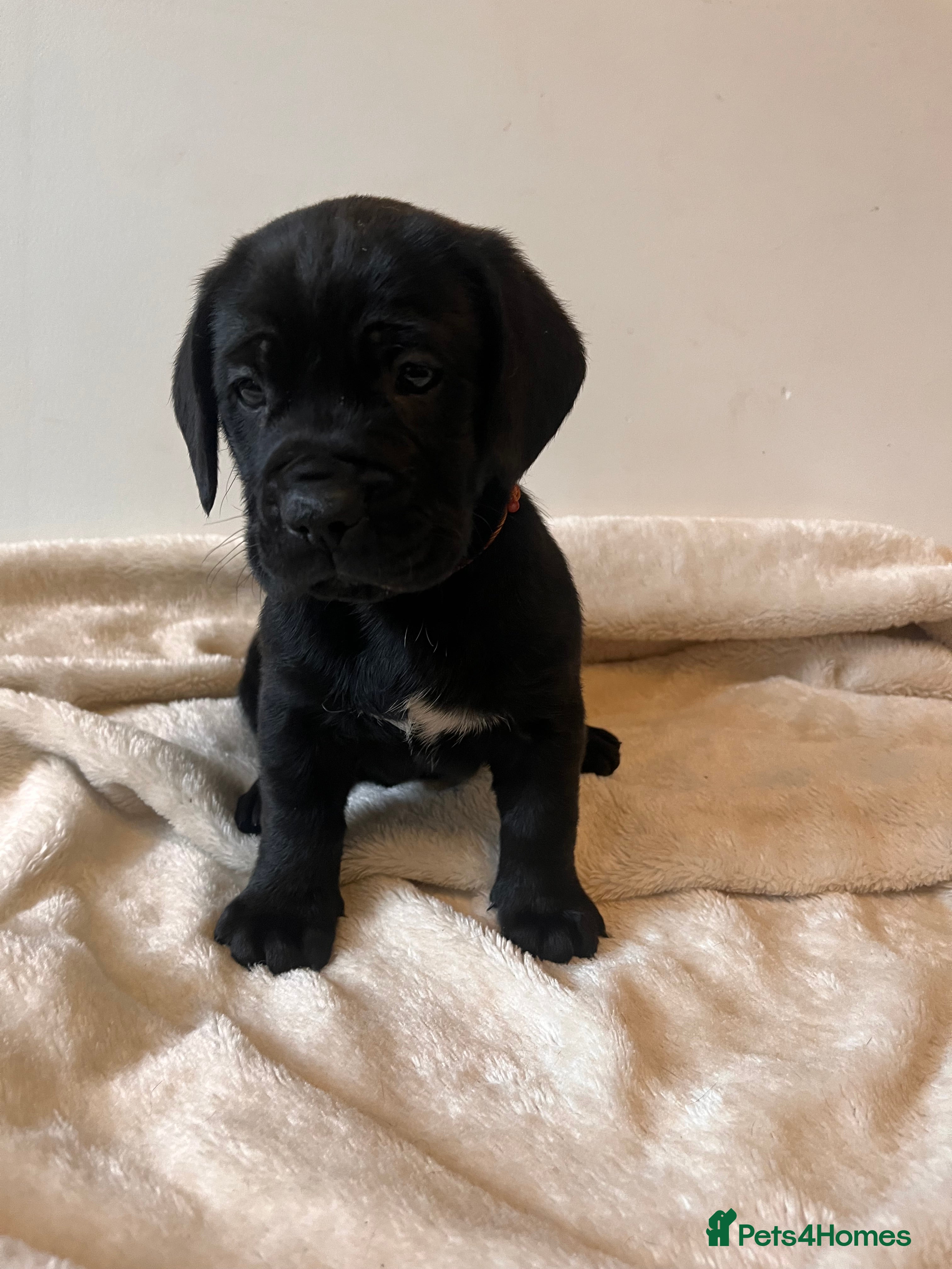 Cane Corso dogs ICCF Pedigree Cane Corso Puppies 🏆  - Advert 7