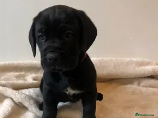 Cane Corso dogs ICCF Pedigree Cane Corso Puppies 🏆 - Advert 7