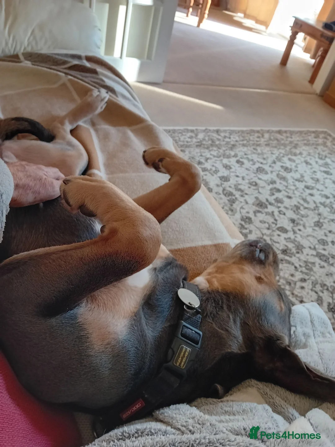 Mixed Breed dogs for adoption: Millie - Mixed Breed (29 kgs) for Adoption in Weston-super-Mare - Advert 2