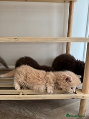 cream standard munchkin short legs