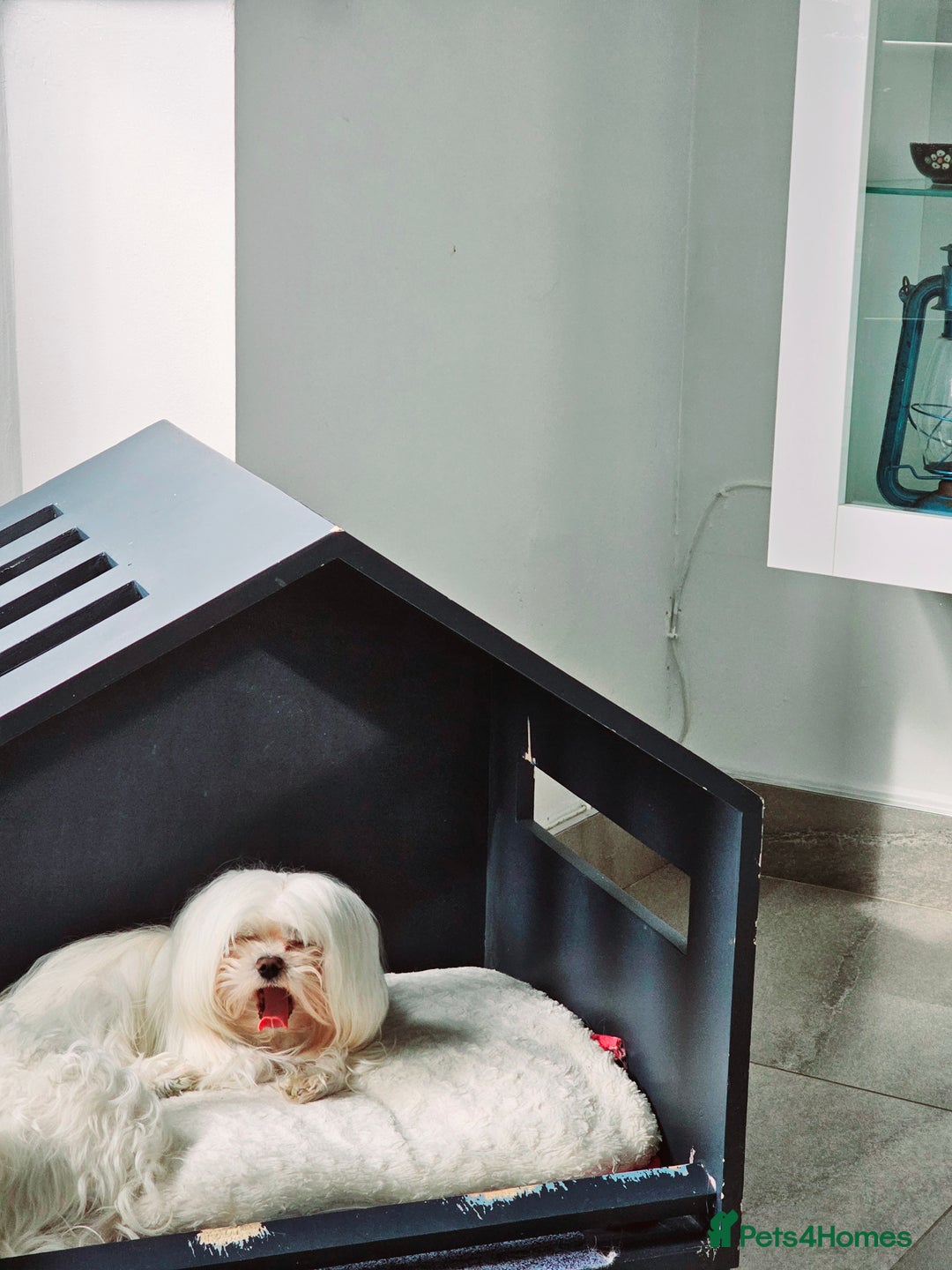 Maltese dogs for stud:  KC Maltese stud Korean line  in Derby - Advert 3