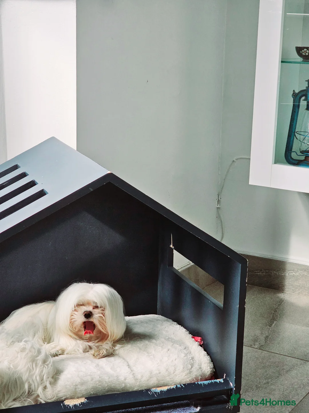 Maltese dogs for stud:  KC Maltese stud Korean line  in Derby - Advert 3