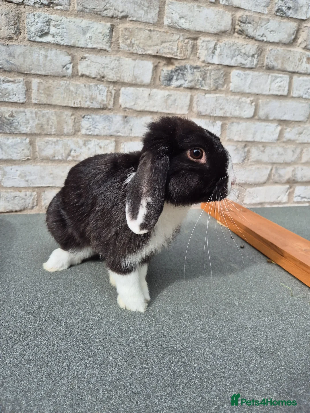 Mini Lop rabbits for sale: Male mini lop mixed breeds rabbit for sale - Advert 1