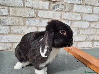 Mini Lop rabbits for sale: Male mini lop mixed breeds rabbit for sale - Advert 1