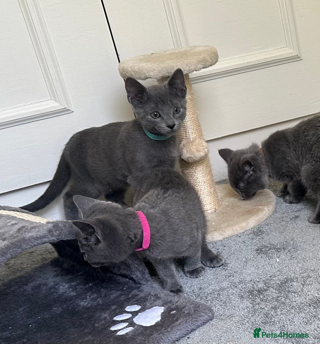 Russian Blue cats for sale: Russian Blue Kittens  in Lanark - Image 25