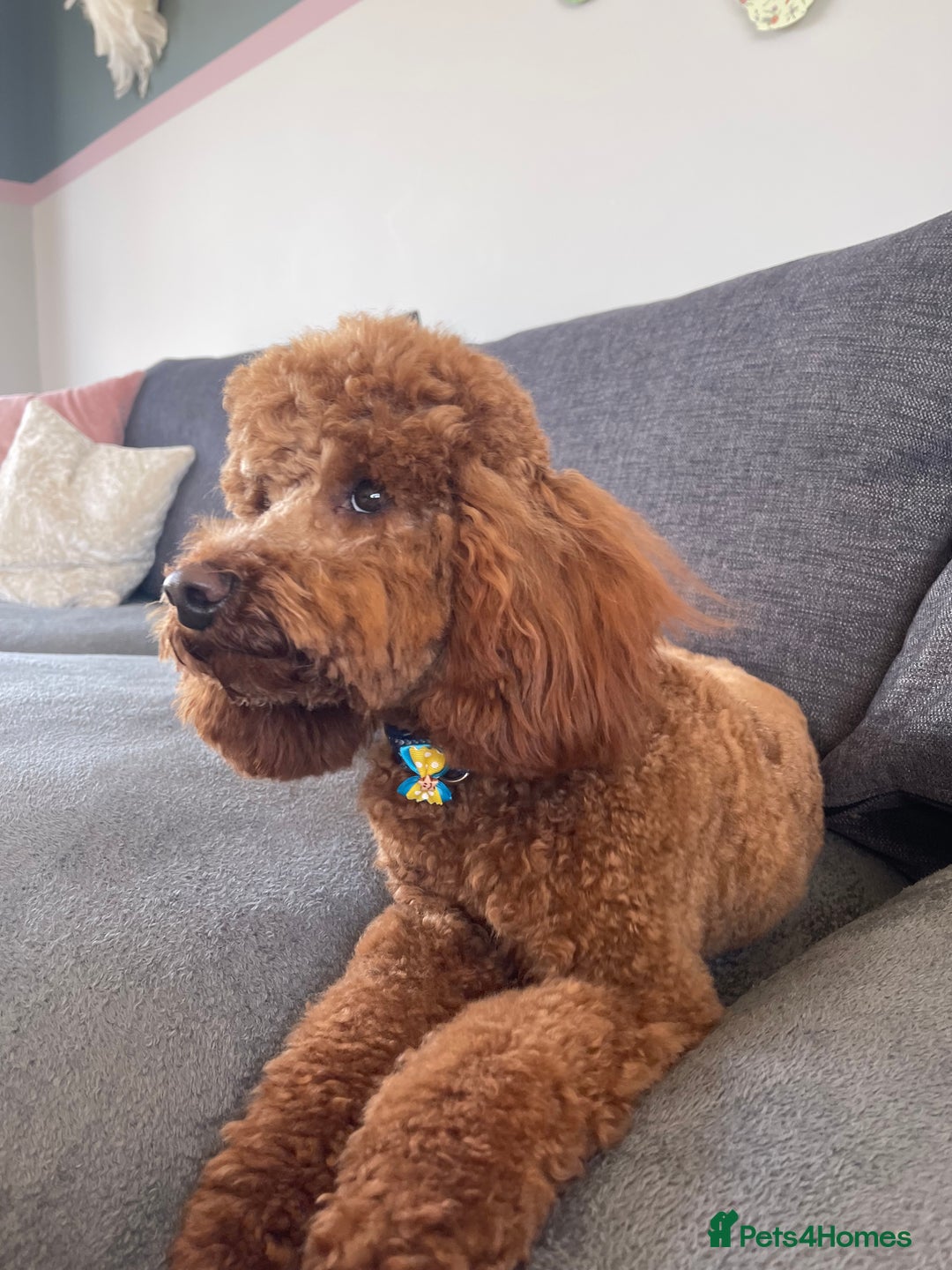 Miniature Poodle dogs for stud: KC REGISTERED DEEP RED MINATURE POODLE STUD in Bathgate - Advert 1