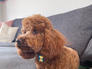 Miniature Poodle dogs KC REGISTERED DEEP RED MINATURE POODLE STUD in Bathgate - Advert 3