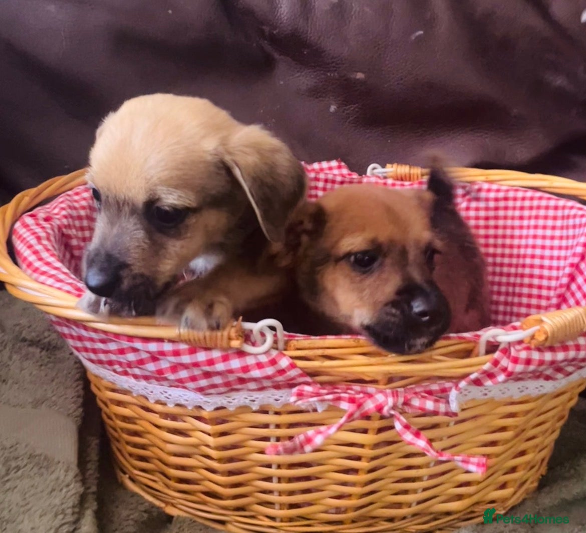 Mixed Breed dogs 2 puppies  - Advert 1