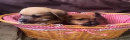 Mixed Breed dogs for sale: 2 puppies  - Advert 1