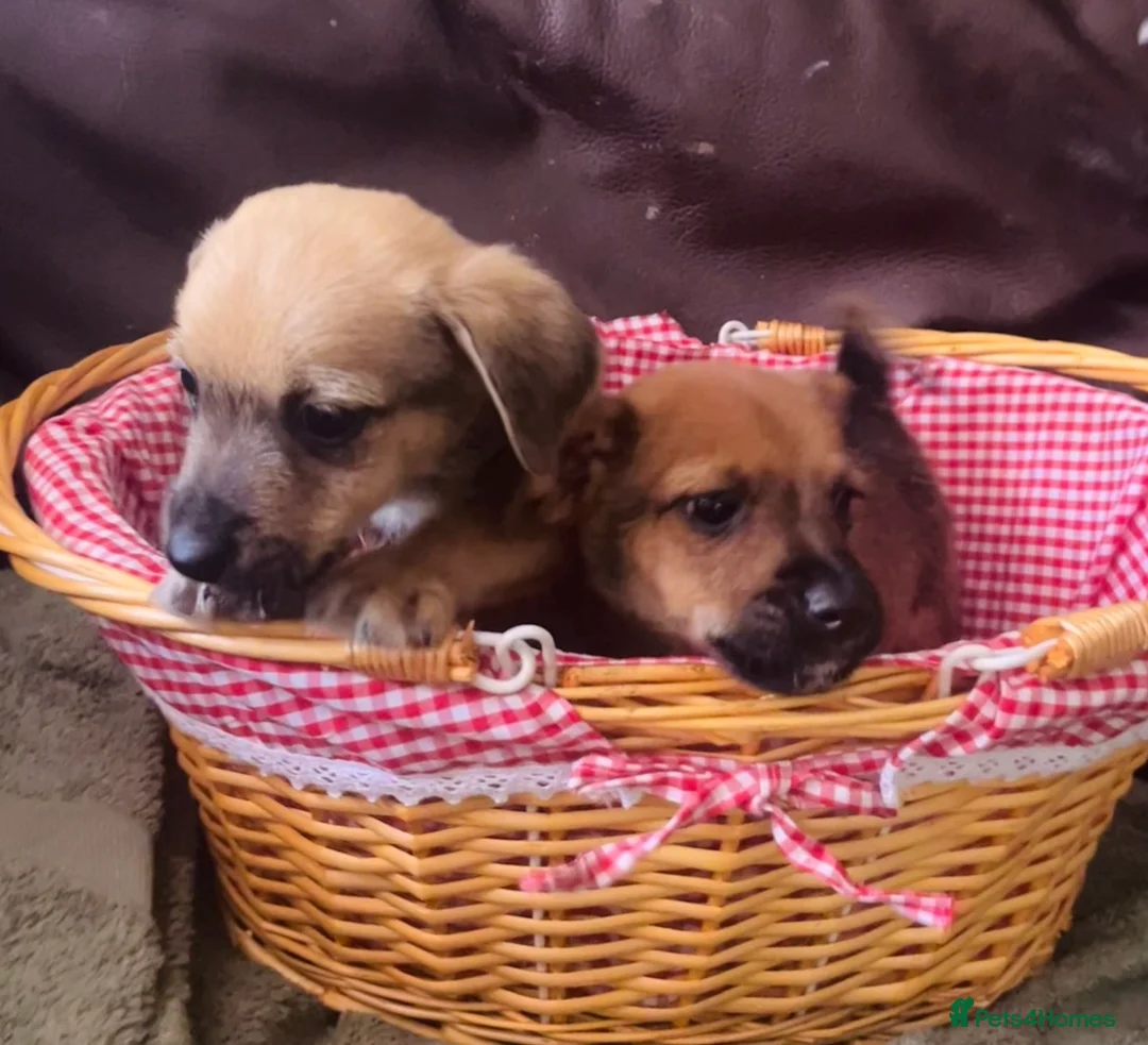 Mixed Breed dogs for sale: 2 puppies  - Advert 1