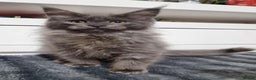 Maine Coon cats for sale: Beautiful Maine Coon Kittens - Advert 16