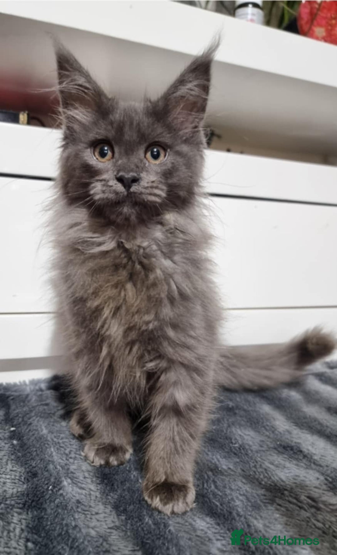 Maine Coon cats for sale: Beautiful Maine Coon Kittens - Advert 16