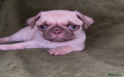 Pug dogs for sale: 3 beautiful pugs looking for there forever home - Image 4