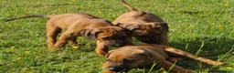 Rhodesian Ridgeback dogs for sale: Gentlemen of the Savanna. - Advert 8