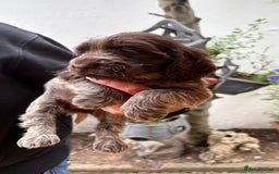 Cocker Spaniel dogs for sale: Show cocker spaniels  - Image 2