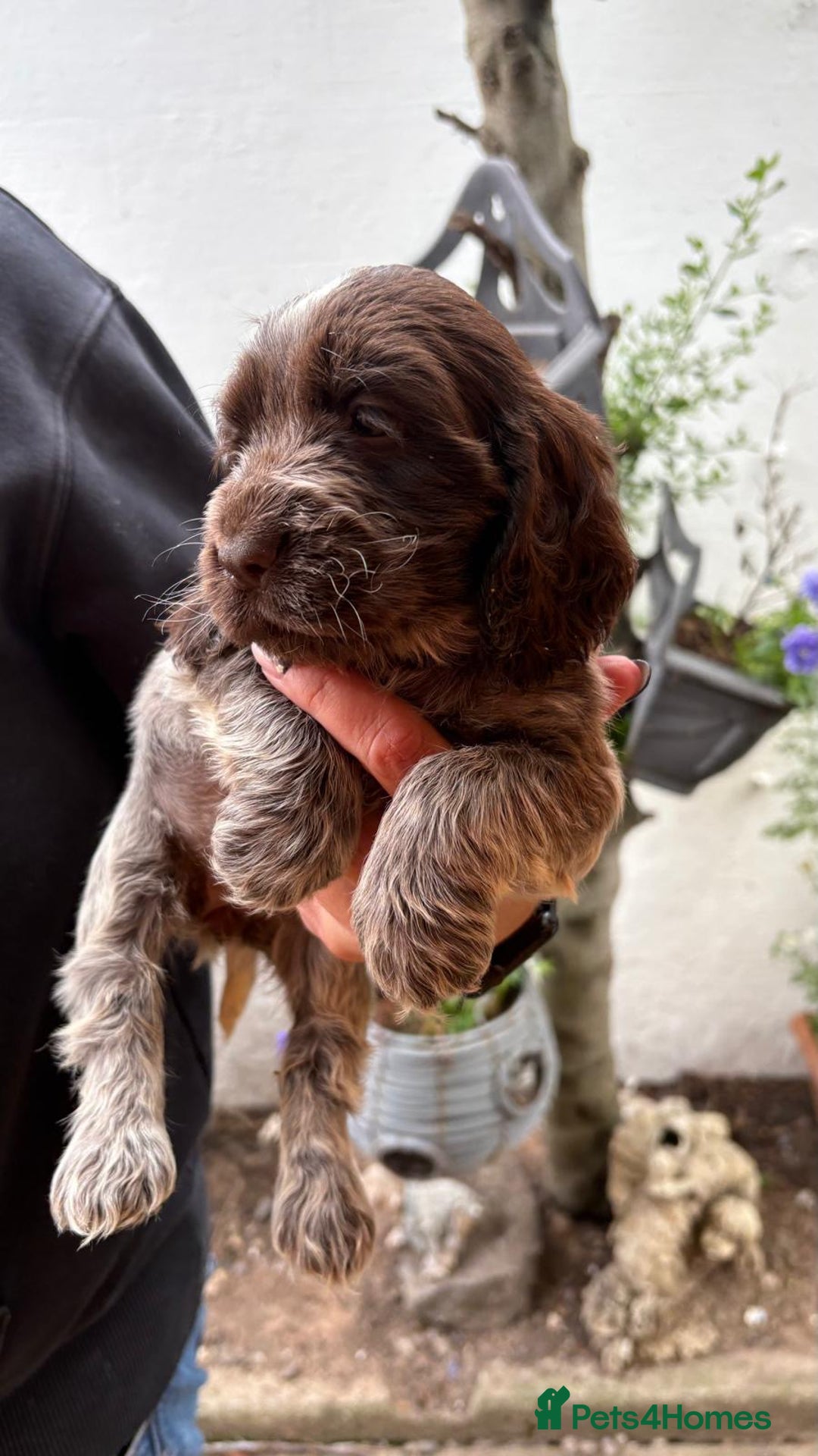Cocker Spaniel dogs for sale: Show cocker spaniels  - Image 2