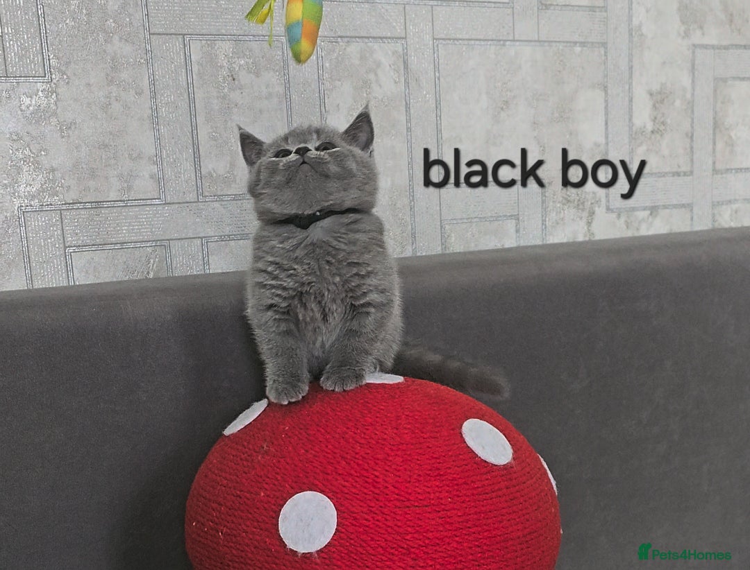 British Shorthair cats for sale: British Shorthair (last girl left) - Image 19