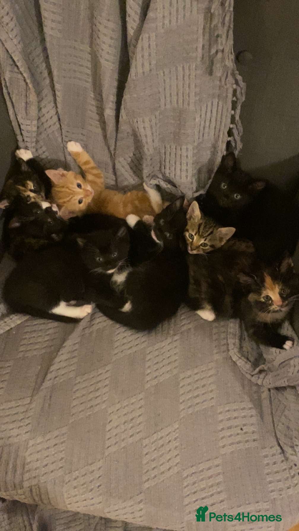 Mixed Breed cats 8 kittens for sale - Advert 14