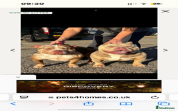 American Bully dogs for sale: Rambo American pocket bully 10 months  - Image 1