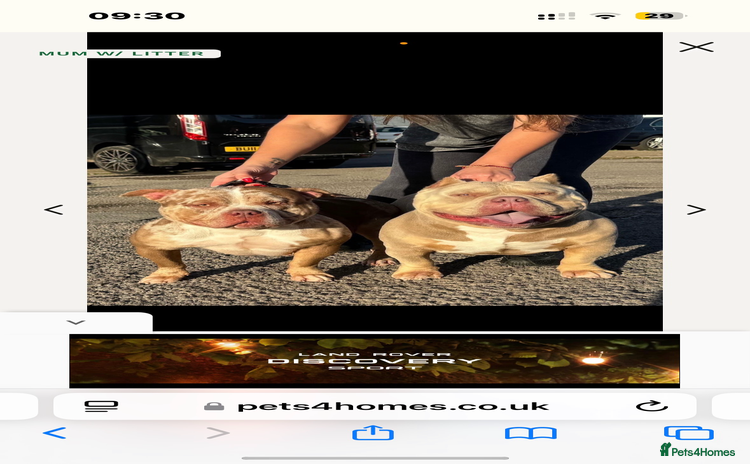 American Bully dogs - Advert 2