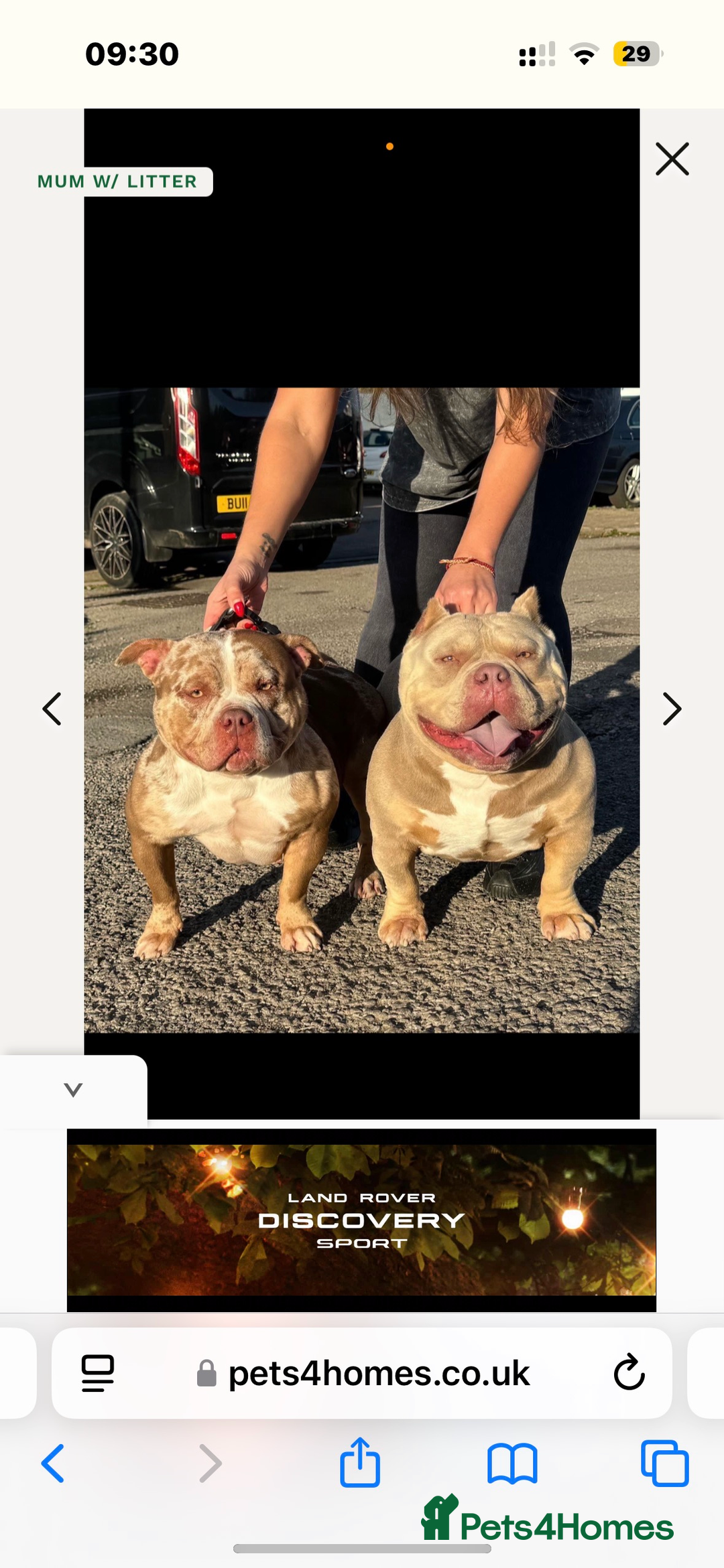 American Bully dogs for sale: Rambo American pocket bully 10 months  - Image 1