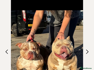 American Bully dogs - Advert 2